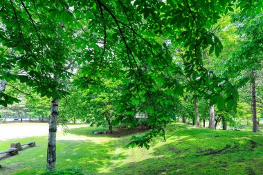 Yazın yeşil orman Hokkaido