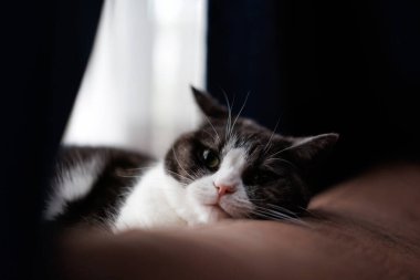 Kedi kanepede uyuyor.