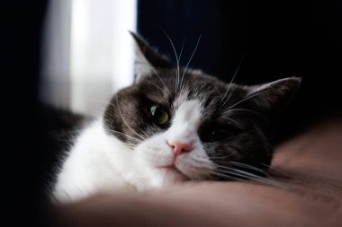 Kedi kanepede uyuyor.