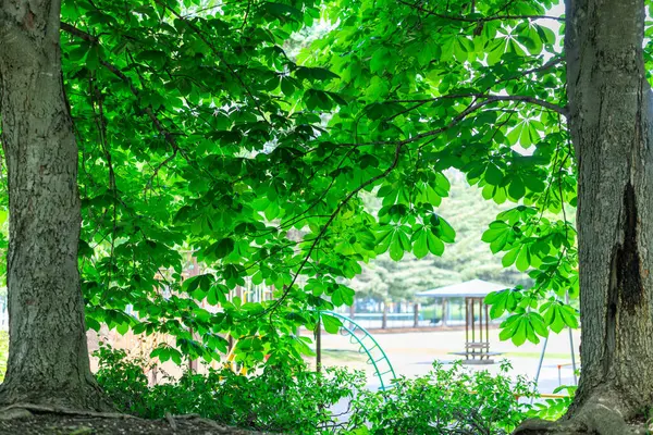 Yazın yeşil orman Hokkaido