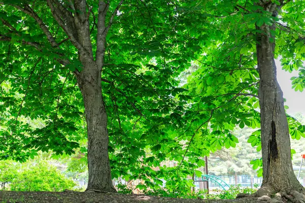 Yazın yeşil orman Hokkaido