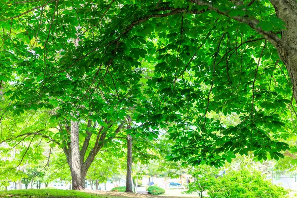 Yazın yeşil orman Hokkaido