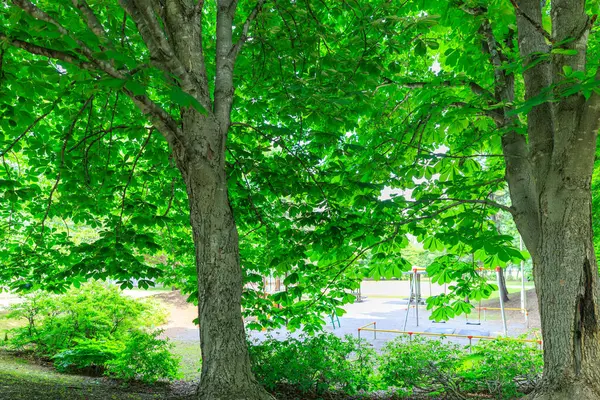 Yazın yeşil orman Hokkaido