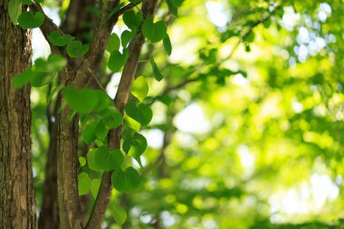 Bahar ormanında yeşil yapraklar