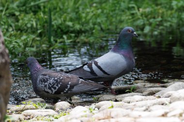 Parkın rıhtımında güvercinler