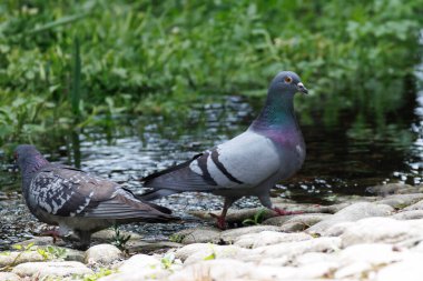 Parkın rıhtımında güvercinler