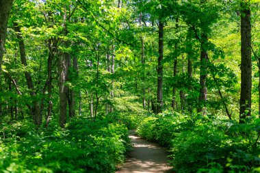 Yeşil ormandaki patikalar