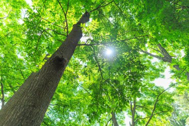 Bahar ormanında yeşil yapraklar