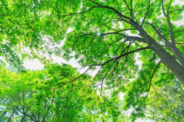 Bahar ormanında yeşil yapraklar