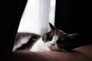 Kedi yüzünü kanepede dinlendiriyor.