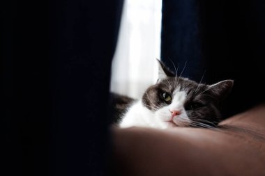 Kedi yüzünü kanepede dinlendiriyor.