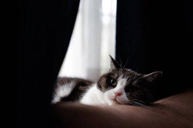 Kedi yüzünü kanepede dinlendiriyor.