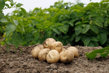 Tarlada taze patates hasadı