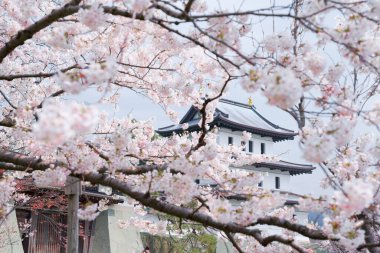 matsumae kalesi ve kiraz çiçekleri