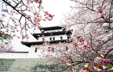 matsumae kalesi ve kiraz çiçekleri