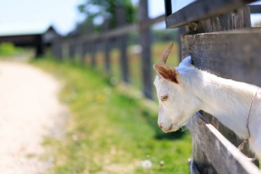 Hokkaido japan 'da çiftlik keçisi