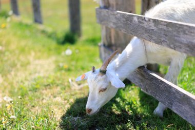 Hokkaido japan 'da çiftlik keçisi