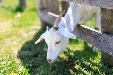 Hokkaido japan 'da çiftlik keçisi