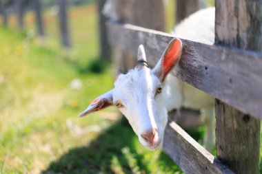 Hokkaido japan 'da çiftlik keçisi