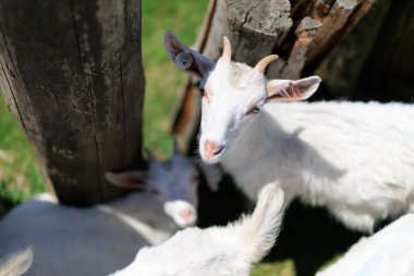 Hokkaido japan 'da çiftlik keçisi