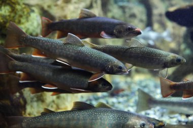 berrak suda kaya alabalığı