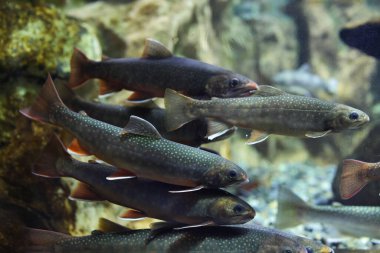 berrak suda kaya alabalığı