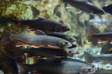 berrak suda kaya alabalığı