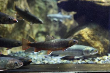 berrak suda kaya alabalığı