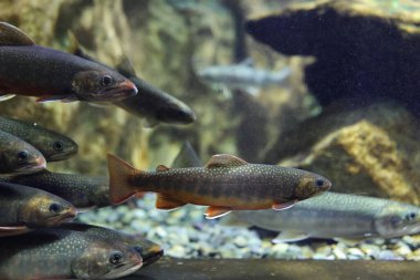 berrak suda kaya alabalığı