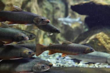 berrak suda kaya alabalığı