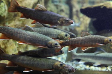 berrak suda kaya alabalığı