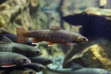 berrak suda kaya alabalığı