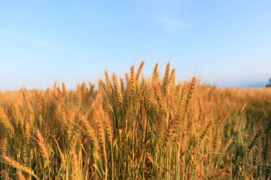 Yazın buğday tarlası Hokkaido
