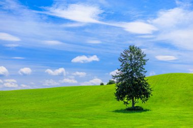 Çayırda duran bir ağaç