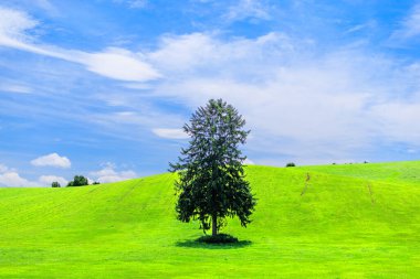Çayırda duran bir ağaç