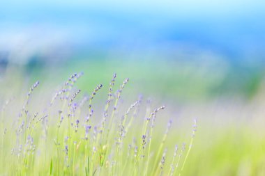 Yaz Hokkaido 'sunda lavanta tarlası