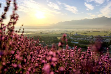 Hokkaido 'da lavanta tarlası ve gün doğumu