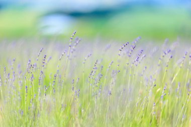 Yaz Hokkaido 'sunda lavanta tarlası