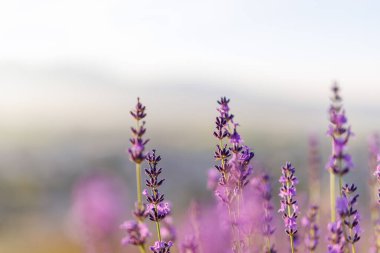 Hokkaido 'da lavanta tarlası ve gün doğumu