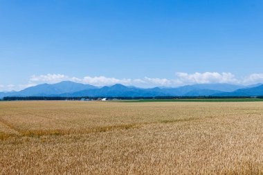 Buğday tarlası ve mavi gökyüzü