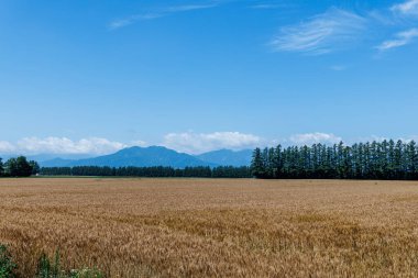 Buğday tarlası ve mavi gökyüzü