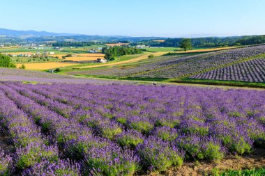 Kamifurano Hokkaido 'daki lavanta tarlası