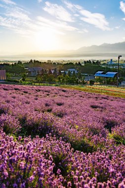 Hokkaido 'da lavanta tarlası ve gün doğumu