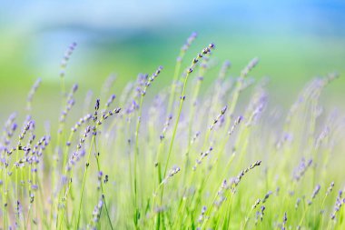 Yaz Hokkaido 'sunda lavanta tarlası