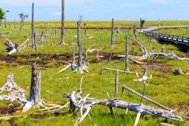 Hokkaido 'daki sinkunitai manzarası