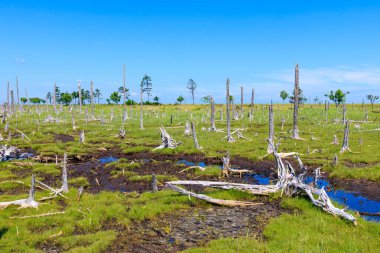 Hokkaido 'daki sinkunitai manzarası