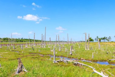 Hokkaido 'daki sinkunitai manzarası