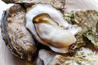 Kabuklarında istiridye pişirdiler.