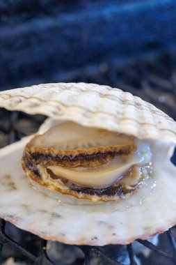 Japonya 'da nefis açık deniz tarağı 