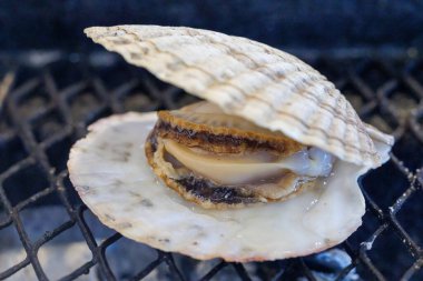 Japonya 'da nefis açık deniz tarağı 